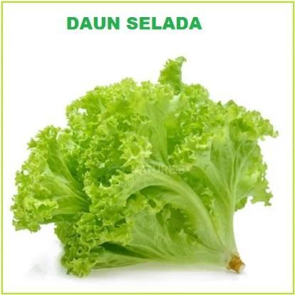 Selada Hijau 100 Biji / Bibit/ Benih Selada Hijau Ranita Bibit