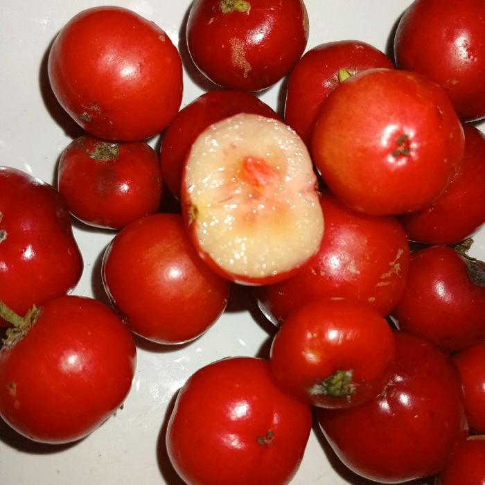 TERLARIS buah loba lobi segar merah fresh 500 gram