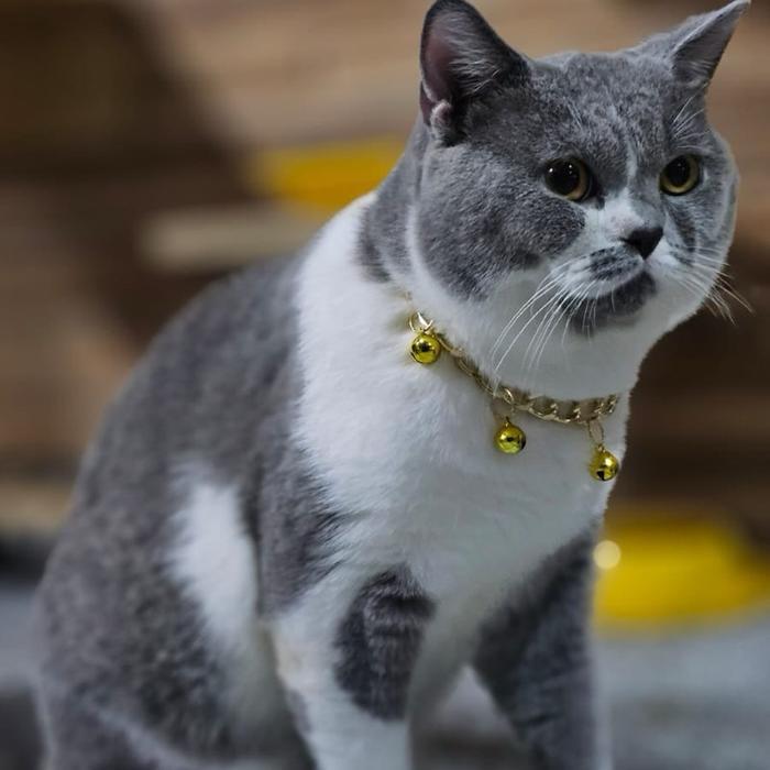 Kalung Kucing Kalung Kucing Preman Rantai Akrilik Lonceng 3 Ukuran 14Mm