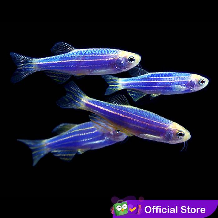 READY Blue Danio Tetra Zebra / Ikan Hias Aquascape