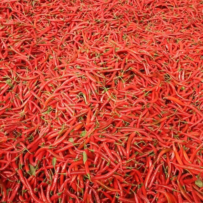 4bdw- Pupuk Boron Borate 46% Inabor 10 Masa Pembuahan - 1 Kg