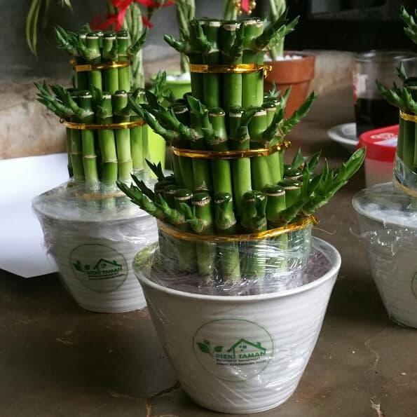 Terbaru Lucky Bamboo Bambu Hoki Souvenir Tanaman
