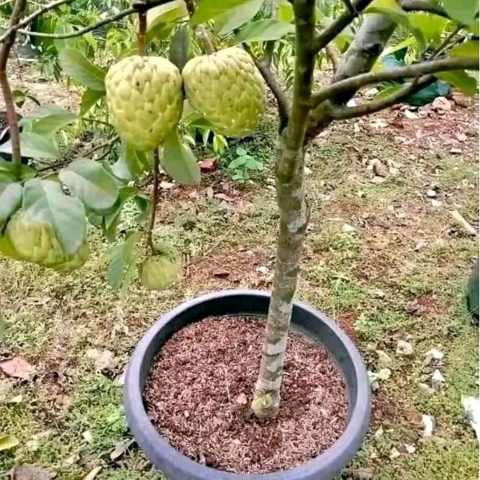 BIBIT SRIKAYA JUMBO (BBT SRIKAYA JUMBO) KUALITAS UNGGULAN