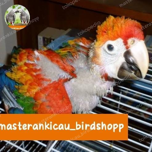 burung macaw scarlet merah putih anak lolohan jinak total real sultan