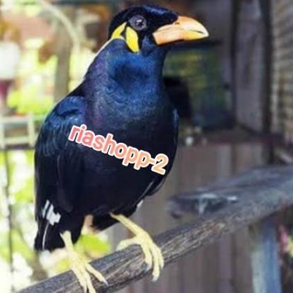 burung beo medan dewasa bawel voer total aman pintar