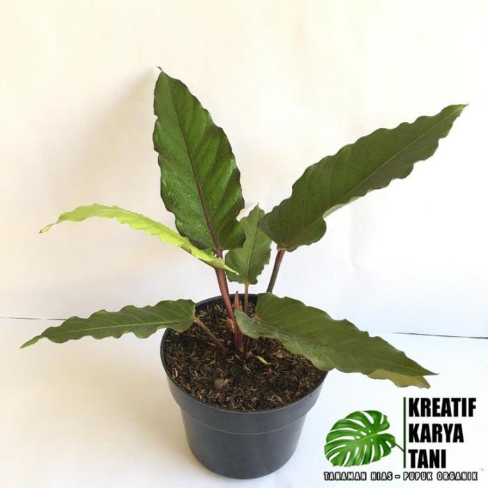 Terbaru Tanaman Hias Anthurium Black Beauty - Anturium Black Beauty