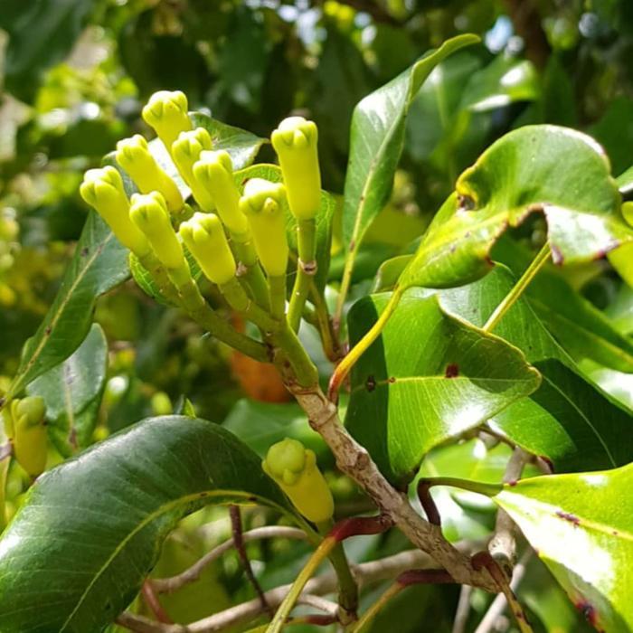 Terbaru Bibit Pohon Cengkeh - Tanaman Buah Cengkeh Zanzibar Cengkeh Sangsibar