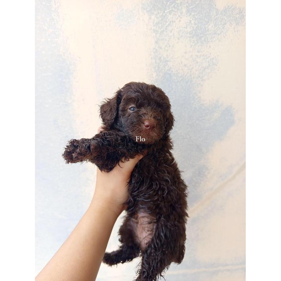 Dijual anak puppy anjing poodle murah warna choco coklat cokelat missmark jantan male Jakarta murah 
