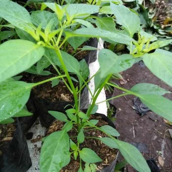 Pohon Cabe Rawit Putih - Bibit Pohon Cabe Rawit Putih
