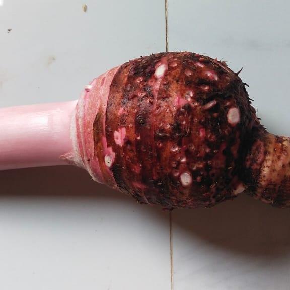 TERLARIS talas bogor/talas ungu/talas pratama 3/talas ketan wangi