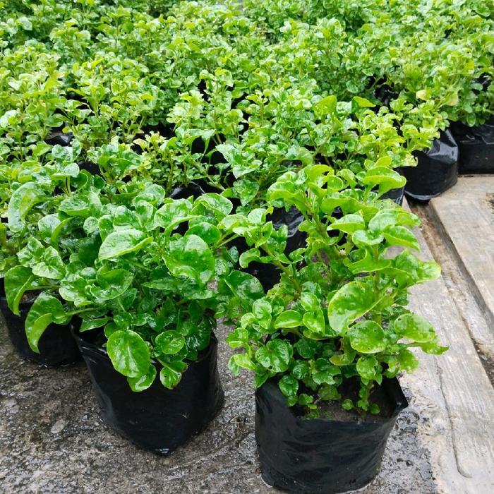 NEW Bayam Brazil Rimbun/ Sayuran Bayam Brazil siap panen Tanaman Sayur Bayam Brazil