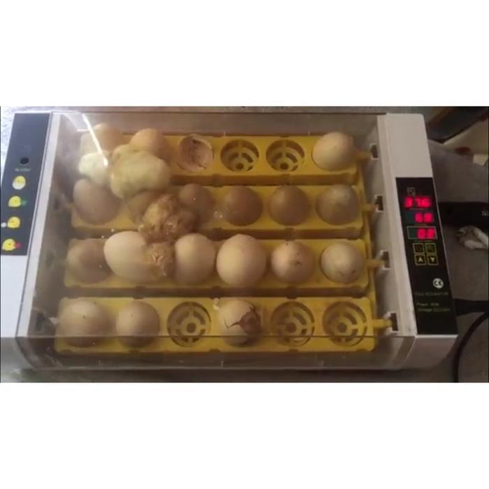 Terlaris Inkubator Mesin Penetas Telur Reptil Kura Kura Burung Ayam Punyuh