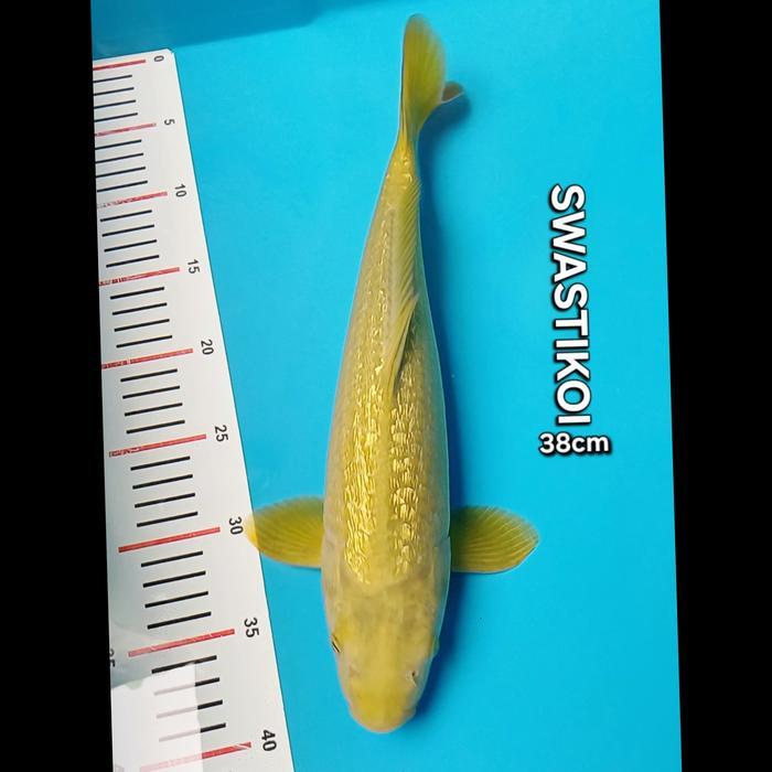 Ikan Koi Blitar Jumbo Midorigoi 38Cm Terbaru 