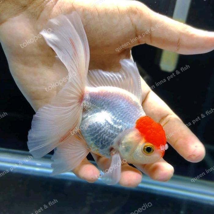 Goldfish Ikan Mas Koki Jambul Merah Red Cap Terbaru 