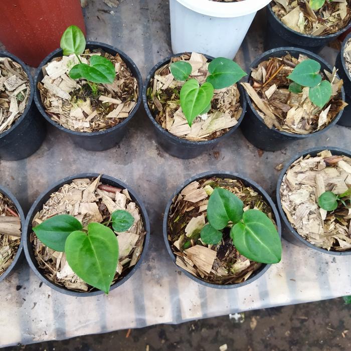 Yuxurystore- Bibit Tanaman Anthurium Kuping Gajah Papillilaminum Red Stem
