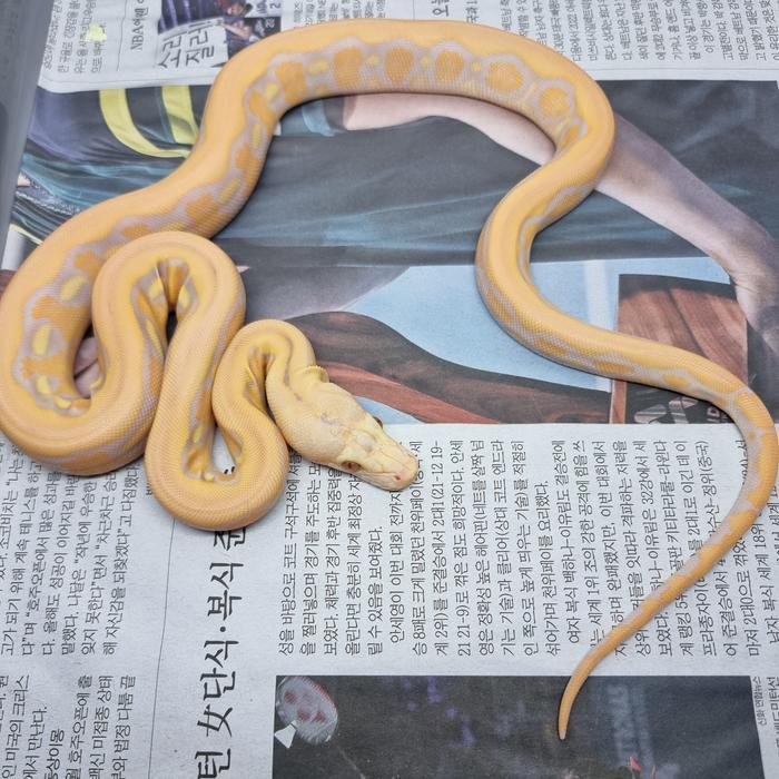 READY GE retic tiger albino lavender