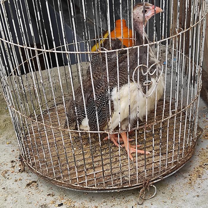ayam Mutiara