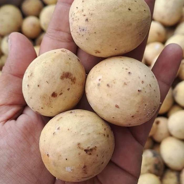 Bibit Duku Tanpa Biji / Duku Malaysia