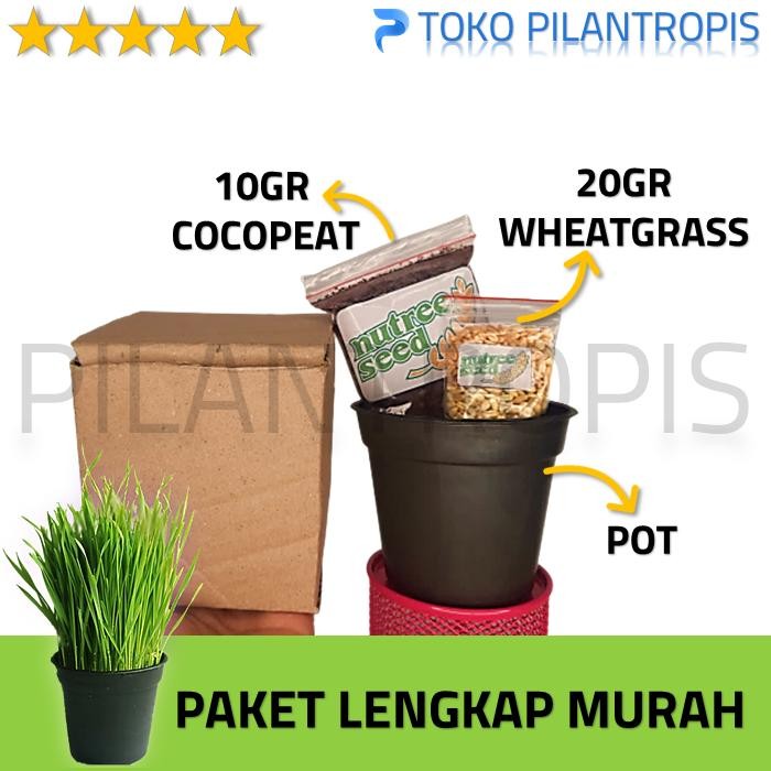 PAKET RUMPUT KUCING WHEATGRASS CAT GRASS RUMPUT GANDUM LENGKAP MURAH
