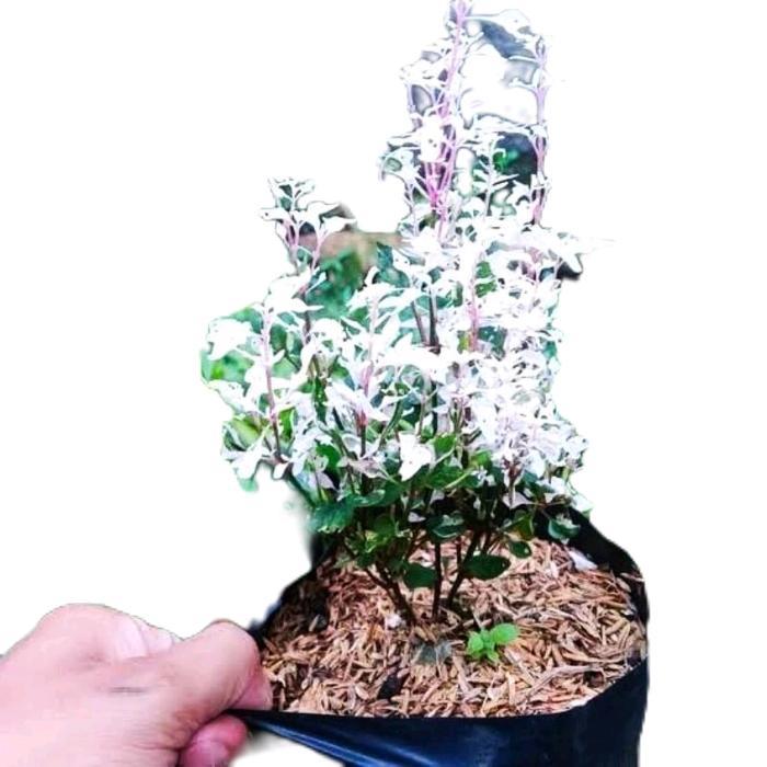 tanamanhias bunga krokot salju - tanaman krokot salju - bunga krokot salju Putih