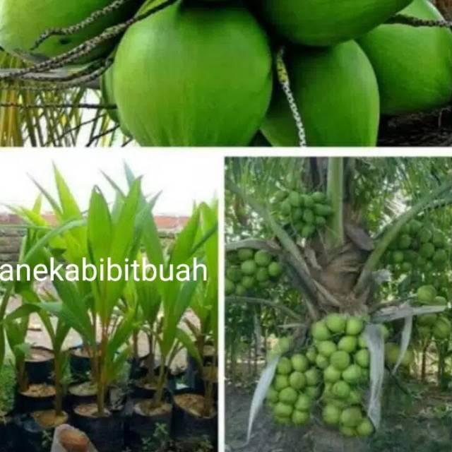Bibit Kelapa Hibrida Hijau Asli Jumbo
