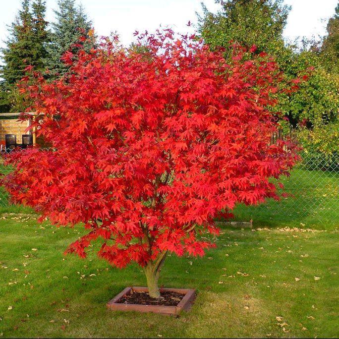 1 Benih Red Maple Jepang Inazuma Tree Red Maple Pohon Maple Unik