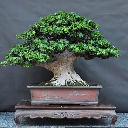 Bibit beringin kompakta tanaman bonsai 30-50cm