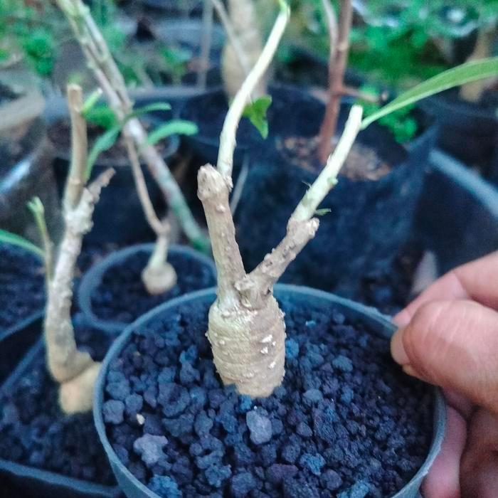 Tanaman Hias Bahan bonsai Caudex Tanaman Bunga Tabebuya kuning dari biji uniq lucu bagus tanaman
