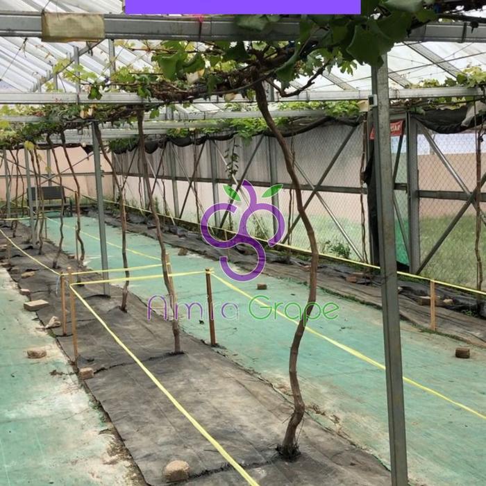 Pupuk Vegetatif - Pupuk Pertumbuhan Pohon Anggur