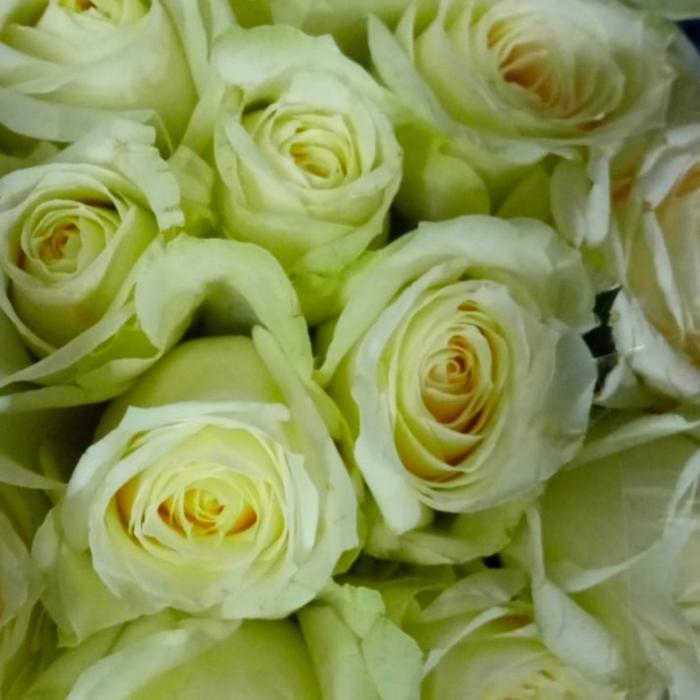 yohg- Bunga Mawar Putih Segar /Harga Per 1 Tangkai