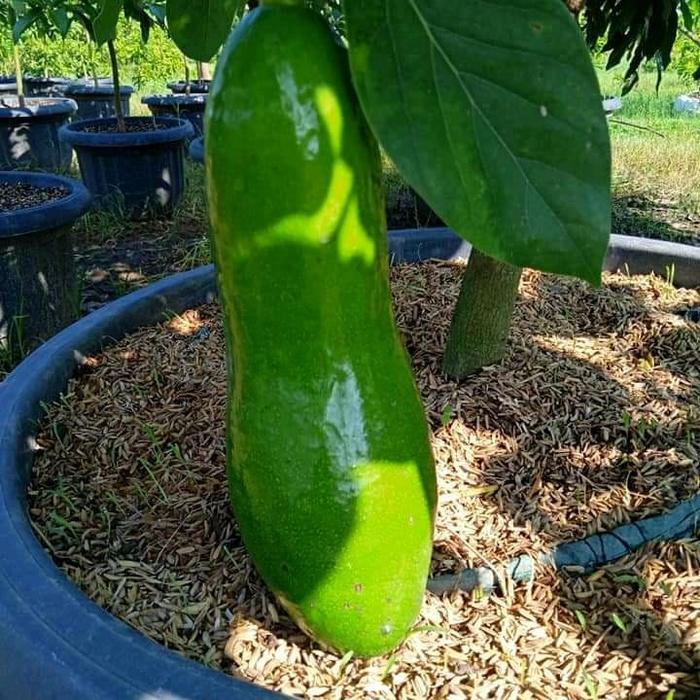 Tanamsegar- Bibit Alpukat Kelud Super Jumbo