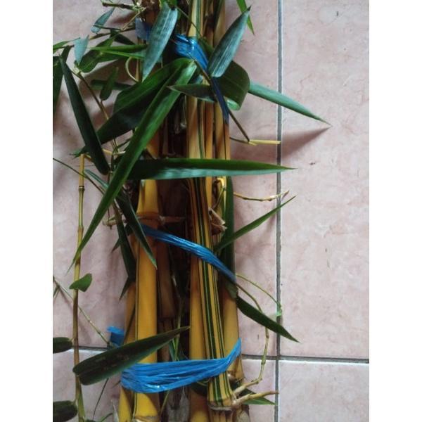 Tumbas Tani Bibit Bambu Kuning 1Meter