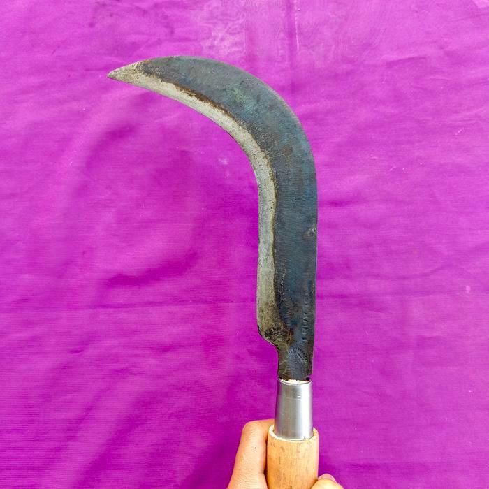 BERKUALITAS Arit candung kebun dan panen salak baja per full luat dan tajam sepuhan matang