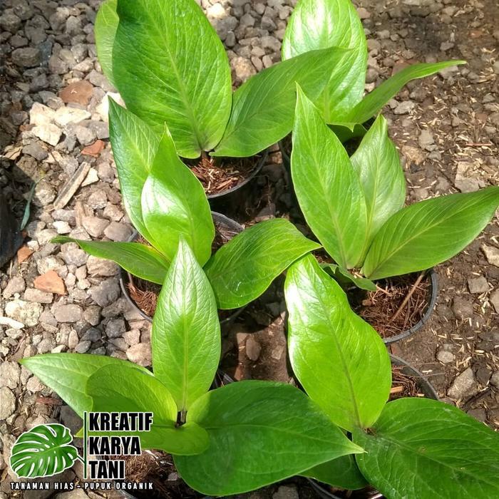 NW Tanaman hias anthurium jemani cobra catalog - Jemani kobra katalog