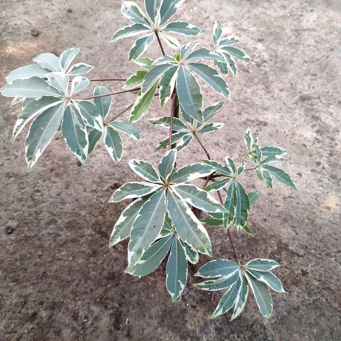Tanaman kapuk Randu Variegata