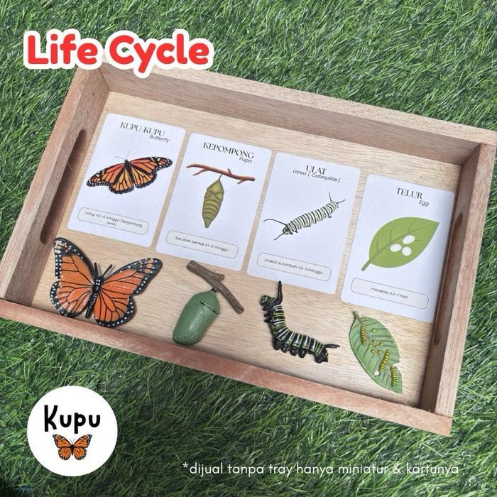Miniatur Life Cycle Hewan + Kartu Edukasi Anak Montessori Siklus Hidup Kupu Laba-Laba Katak Kura