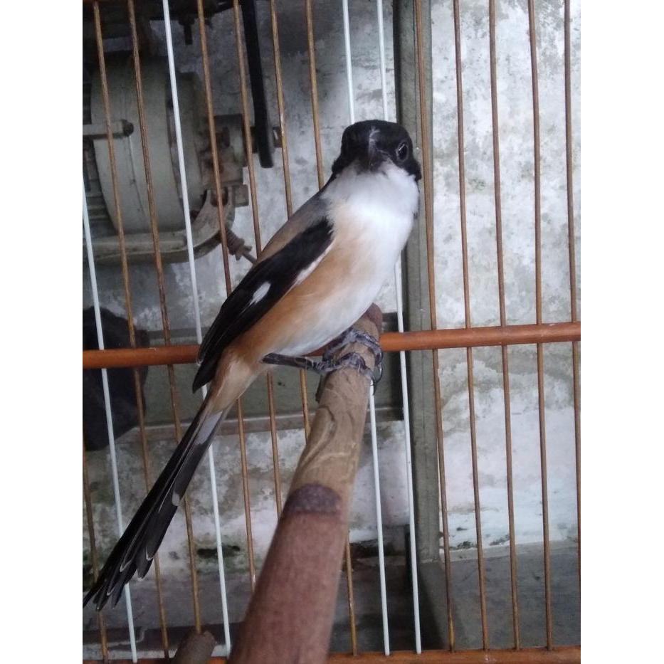 Terlariss Burung Pentet Cendet Jatim bahan Mulus Pur Total Bunyi