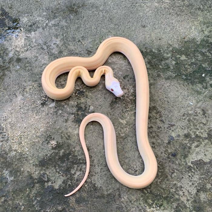 Ready Stock Retic / retic ivory albino / reti ivory / retic albino / reticulatus