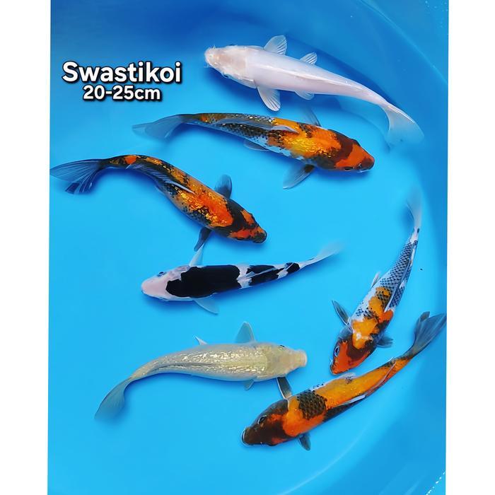 Ikan Koi Blitar Paket 7 Ekor Bagus Terbaru 