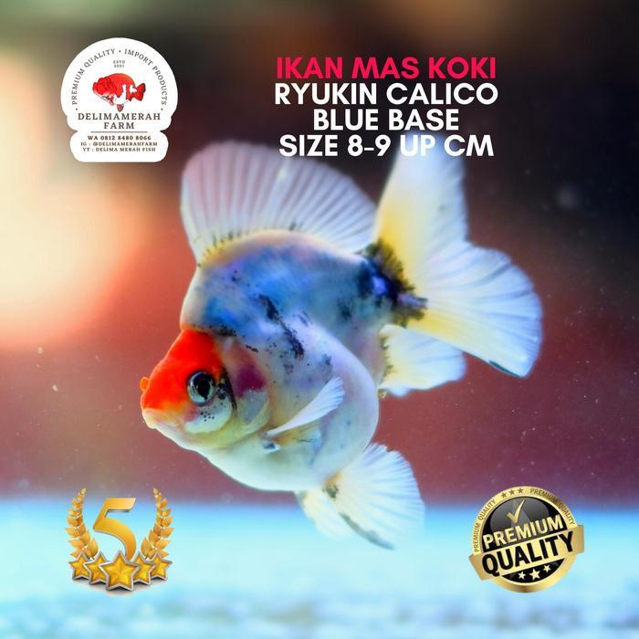 Mas Koki Ryukin Punuk Onta Long Fin Oreo Color Size 9-11 Cm Bergaransi Terbaru 