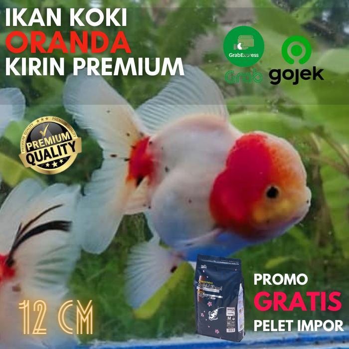 Ikan Mas Koki Oranda Kirin Sakura Size 11-12 Cm Jambul White Body Terbaru 