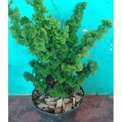Tanaman Hias Suplir Tusuk Sate, Suplir Tusuk Sate