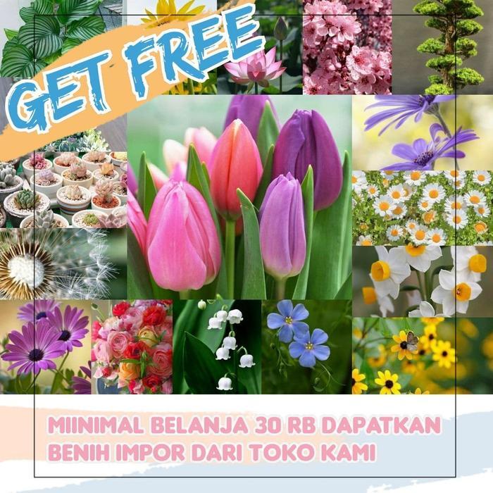 JT Ready BENIH LOTUS KECIL ISI 5 WARNA MIX