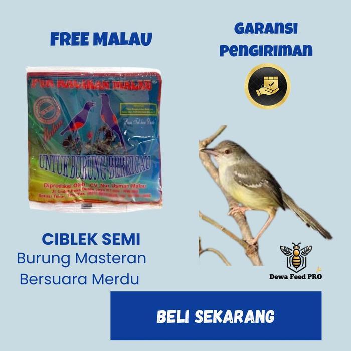 Burung Cisem/Ciblek Semi Bahan Semi Voer -Gratisongkir