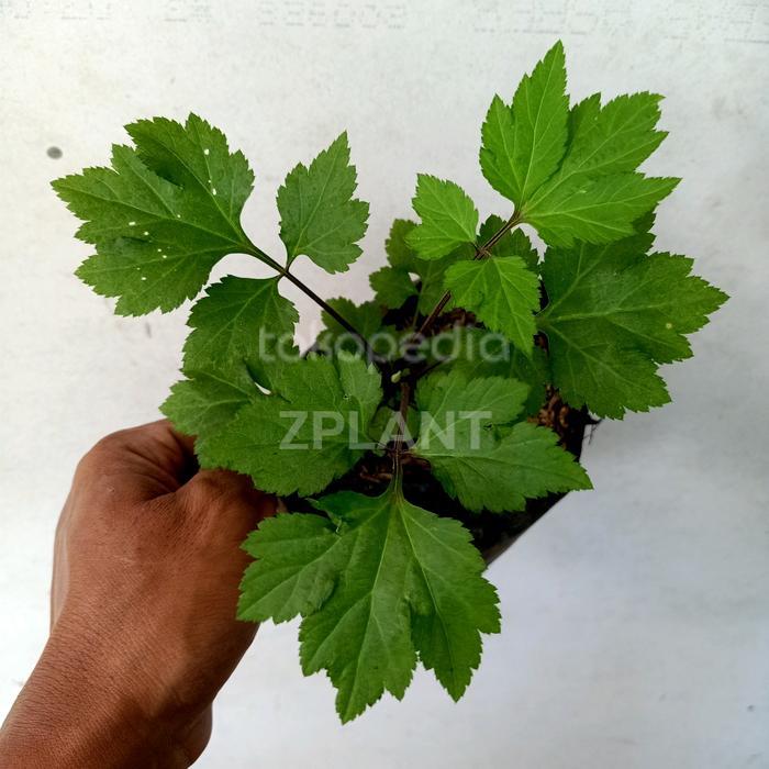 READY ZPLANT Bibit Purceng Purwoceng Antanan Gunung Tanaman Rimbun Tinggi 15cm Siap Tumbuh Dalam