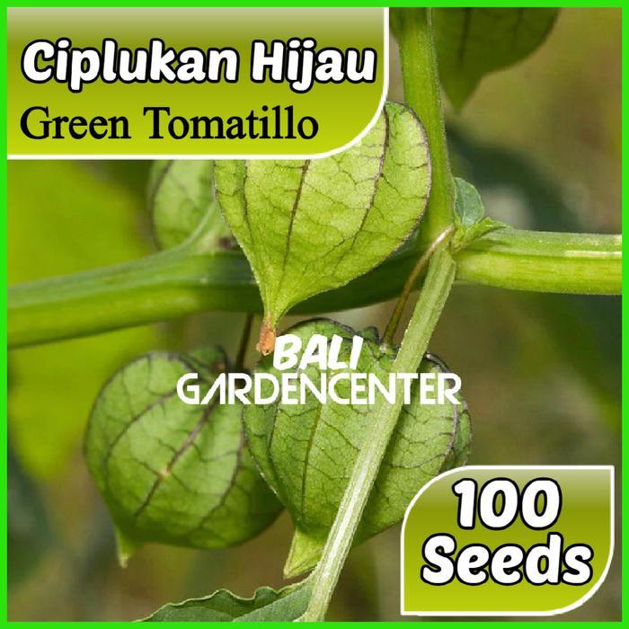Benih Biji Ciplukan - Ciplukan Hijau