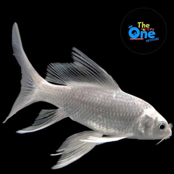 READY Ikan Koi Slayer Platinum Ikan koi Platinum Slayer