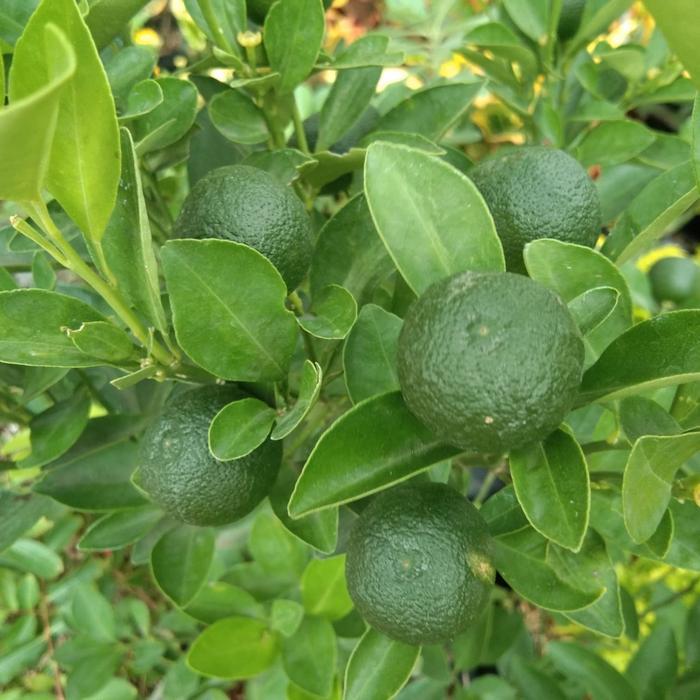 Bibit Tanaman Buah Jeruk Sonkit Kip