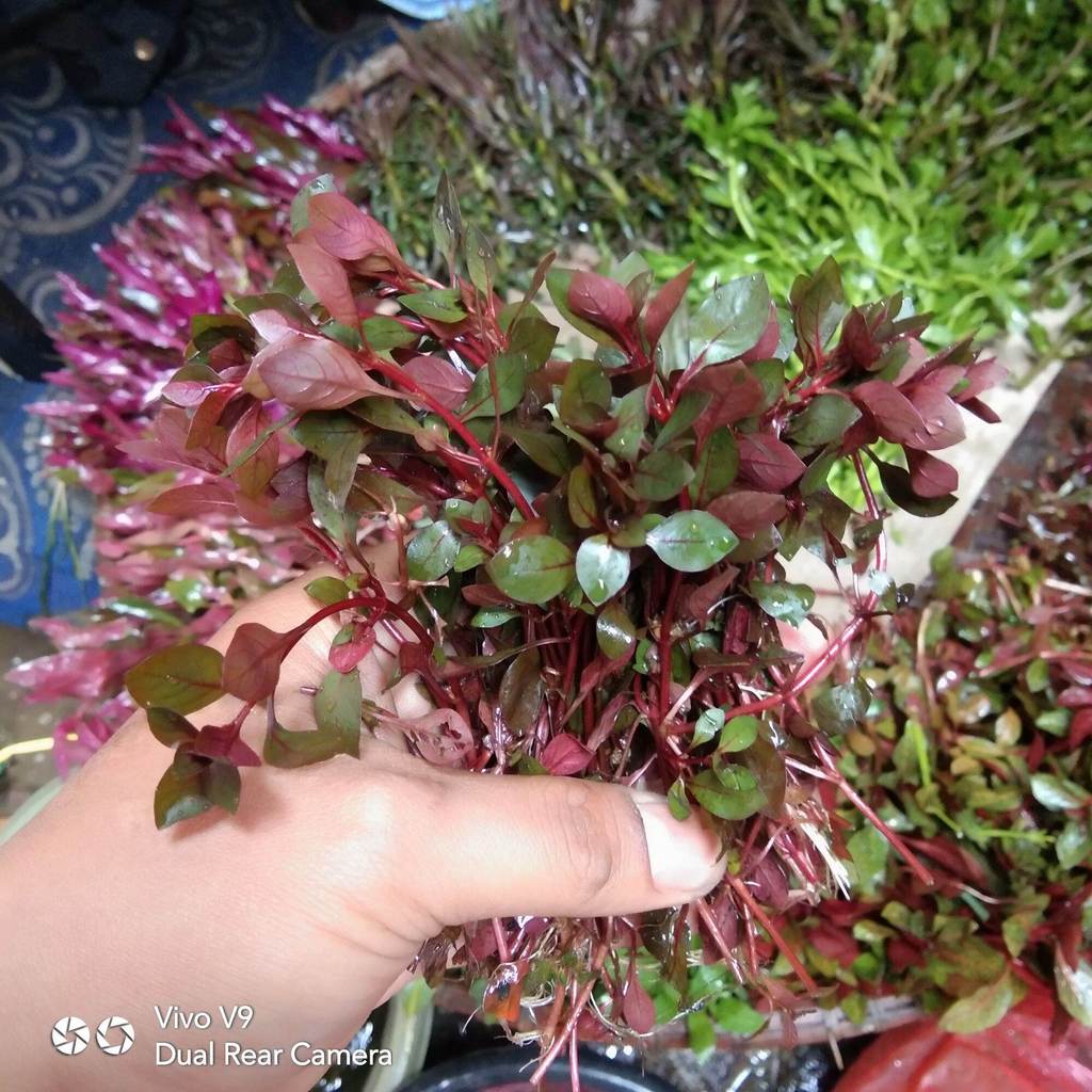 Paket 25 Batang Ludwigia Sp. Red Mini Tanaman Aquascape - Tanaman Air Untuk Aquascape - Tanaman Aqua