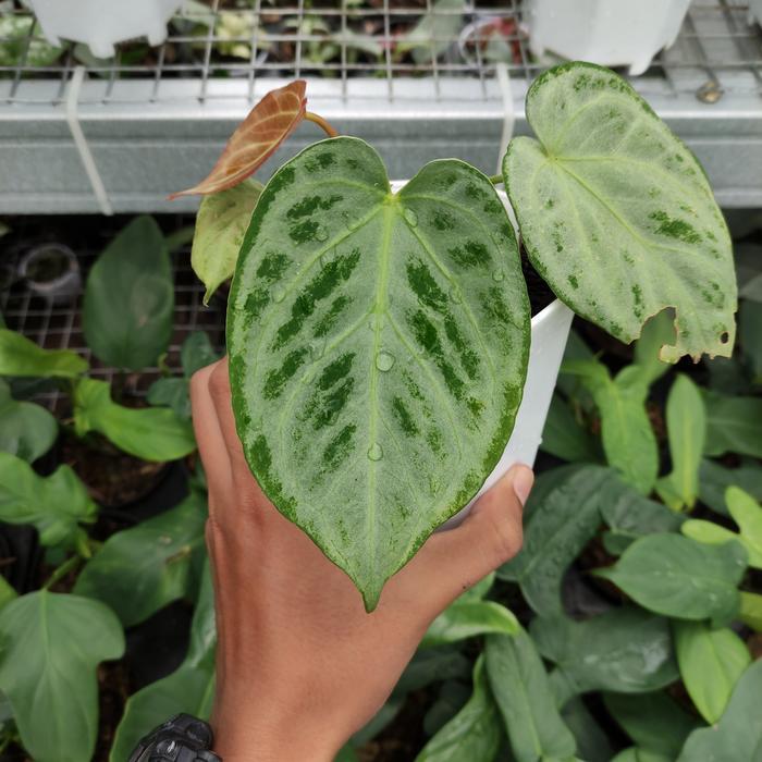 Kuping Gajah Silver Blush